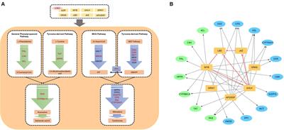 Transcription Factor: A Powerful Tool to Regulate Biosynthesis of Active Ingredients in <mark class="highlighted">Salvia</mark> miltiorrhiza